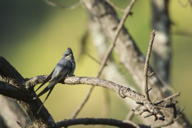 Tepeli Treeswift Ella, Sri Lanka