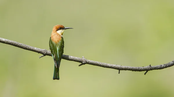 Chestnut-headed bee-eater in Ella, Sri Lanka — Stock Photo, Image