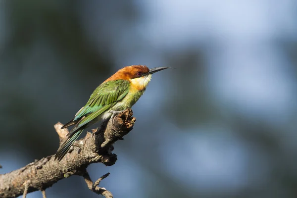 Kastanienkopf-Bienenfresser in ella, sri lanka — Stockfoto