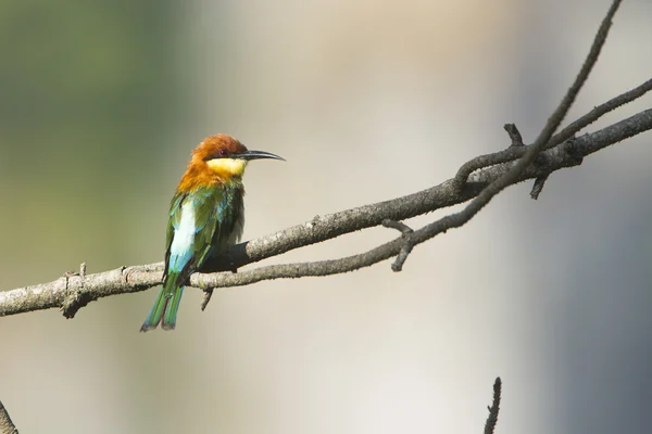 Mangiatore di api dalla testa di castagno a Ella, Sri Lanka — Foto Stock