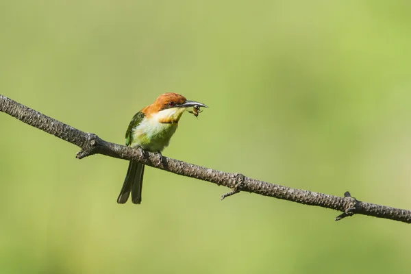 Kestane başlı arı kuşugiller Ella, Sri Lanka — Stok fotoğraf