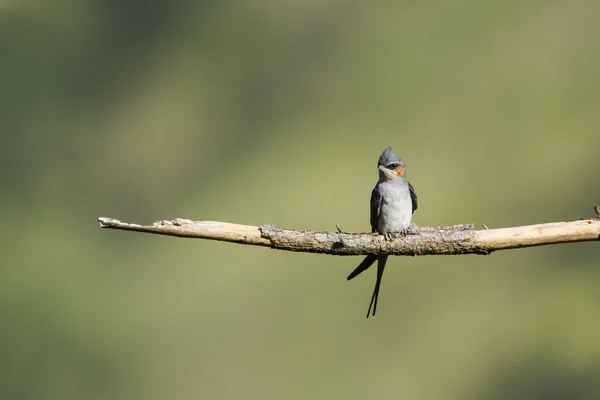 Crested Treeswift in Ella, Sri Lanka — Stock Photo, Image