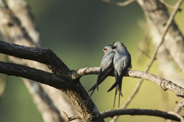 Tepeli Treeswift Ella, Sri Lanka