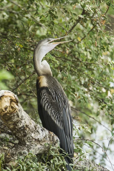 Oriental Darter em Tissa Wewa, Sri Lanka — Fotografia de Stock