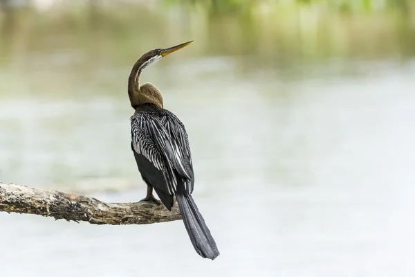 Oriental Darter in Tissa Wewa, Sri Lanka — Stock Photo, Image