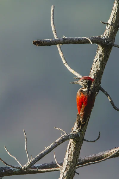 Black-rumped flameback in Ella, Sri Lanka — Stock Photo, Image