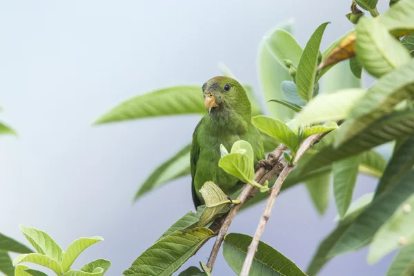 Ceylon Hanging-Parrot in Ella, Sri Lanka — Stock Photo, Image