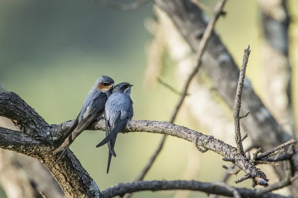 Tepeli Treeswift Ella, Sri Lanka — Stok fotoğraf