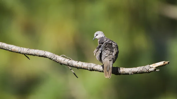 Paloma manchada en Ella, Sri Lanka — Foto de Stock