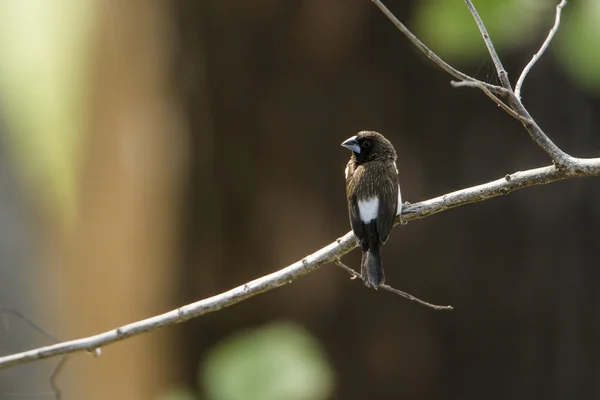 AK sokumlu munia Ella, Sri Lanka — Stok fotoğraf