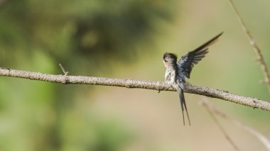 Tepeli Treeswift Ella, Sri Lanka