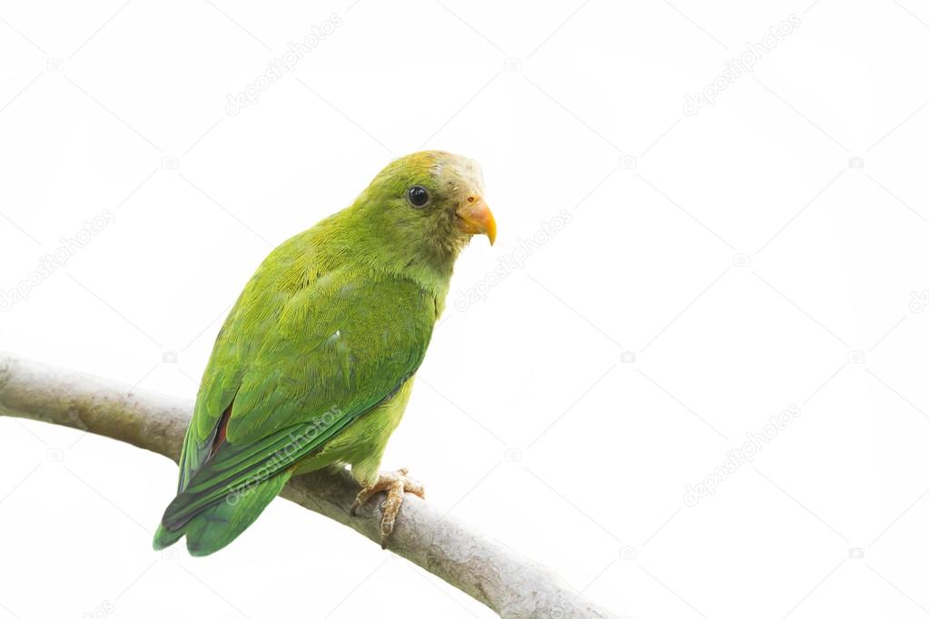 Ceylon Hanging-Parrot in Ella, Sri Lanka