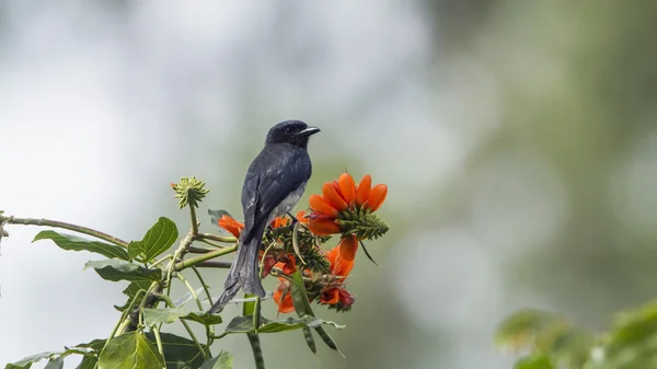 Попелястий drongo в Елла, Шрі-Ланка — стокове фото