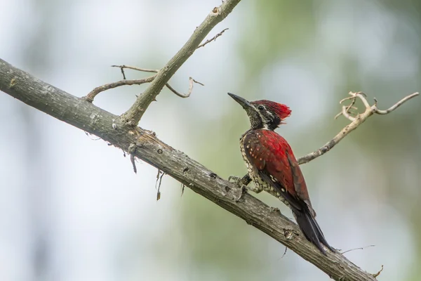 Black-rumped flameback in Ella, Sri Lanka — Stock Photo, Image