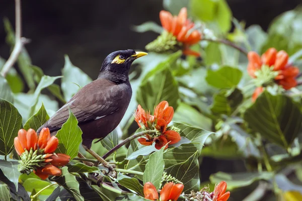 Common mynah in Ella, Sri Lanka — Stock Photo, Image