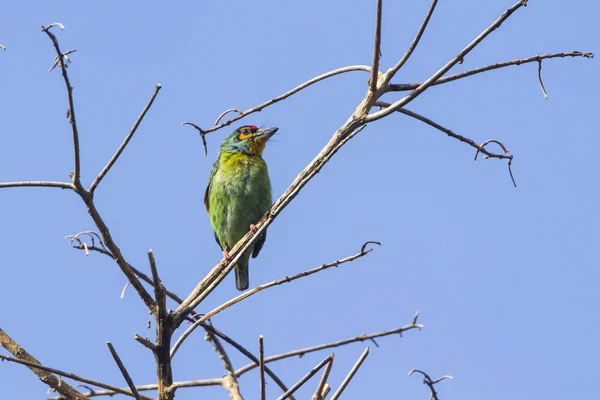 Crimson-fronted Barbet in Ella, Sri Lanka — Stock Photo, Image