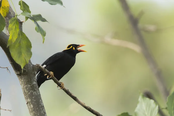 힐 Myna 엘라, 스리랑카 — 스톡 사진