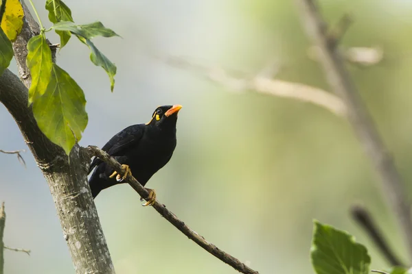 힐 Myna 엘라, 스리랑카 — 스톡 사진