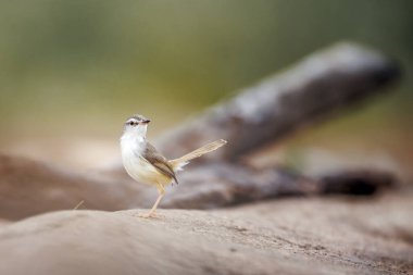 Güney Afrika 'daki Büyük Kruger Ulusal Parkı' nda siyah göğüslü Prinia kuyruğu; Cisticolidae familyasından Specie Prinia Flavicans