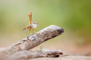 Güney Afrika 'daki Büyük Kruger Ulusal Parkı' nda, Cisticolidae familyasının Tür Prinia Flavicans 'ında yer alan siyah sandıklı Prinia ön cephede duruyor.