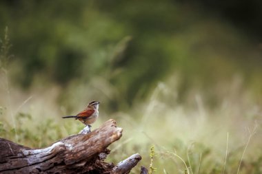 Güney Afrika 'daki Büyük Kruger Ulusal Parkı' nda izole edilmiş bir kütüğün üzerinde duran kahverengi taçlı Tchagra; Malaconotidae familyasından Specie Tchagra australis
