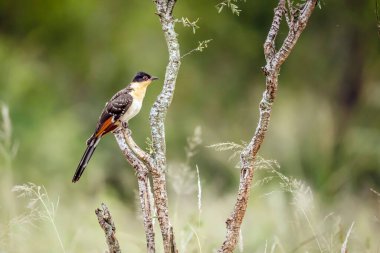Güney Afrika 'daki Büyük Kruger Ulusal Parkı' nda çalı dalları üzerinde duran Cuculidae ailesinden Specie Clamator Glandarius 
