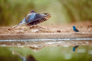 Güney Afrika 'daki Büyük Kruger Ulusal Parkı' ndaki su birikintisine Gülen Güvercin; Columbidae ailesinin Specie Streptopelia Senegalensis