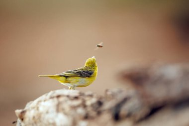 Küçük Maskeli Weaver Güney Afrika 'daki Büyük Kruger Ulusal Parkı' nda arı yakalamaya çalışırken Ploceidae 'deki Specie Ploceus intermedius ailesi