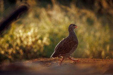 Natal Francolin şafak vakti Güney Afrika 'daki Büyük Kruger Ulusal Parkı' nda, Specie Pternistis Natalensis Phasianidae familyasında yürüyor.