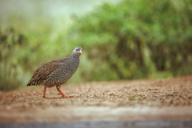 Güney Afrika 'daki Büyük Kruger Ulusal Parkı' nda su çukuru boyunca yürüyen Natal Frankolin; Phasianidae familyasından Specie Pternistis natalensis