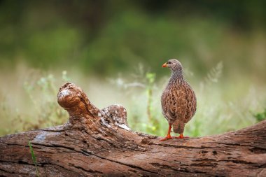 Güney Afrika 'daki Büyük Kruger Ulusal Parkı' nda, Phasianidae familyasının Specie Pternistis natalensis ailesinde dikiz aynasındaki bir kütük üzerinde duran Natal Frankolin.
