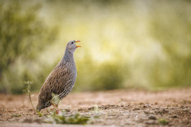 Güney Afrika 'daki Büyük Kruger Ulusal Parkı' nda Natal Francolin şarkı söylüyor; Phasianidae familyasından Specie Pternistis natalensis