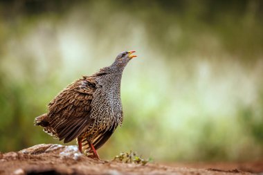 Güney Afrika 'daki Büyük Kruger Ulusal Parkı' nda geçit töreninde Natal Frankolin erkeği; Phasianidae familyasından Specie Pternistis natalensis ailesi