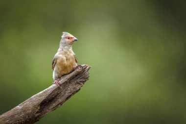 Güney Afrika 'daki Büyük Kruger Ulusal Parkı' nda izole edilmiş bir kütük üzerinde kırmızı yüzlü Mousebird; Coliidae familyasından Specie Urocolius indicus