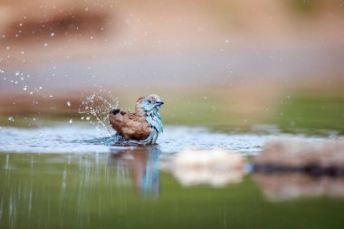 Güney Afrika 'daki Büyük Kruger Ulusal Parkı' ndaki su birikintisinde yıkanan mavi göğüslü Cordonbleu; Estrildidae 'nin Tür Uraeginthus angolensis ailesi