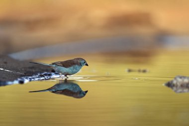 Güney Afrika 'daki Büyük Kruger Ulusal Parkı' nda sabah ışığında yansıması olan mavi göğüslü Cordonbleu; Estrildidae 'nin Tür Uraeginthus angolensis ailesi