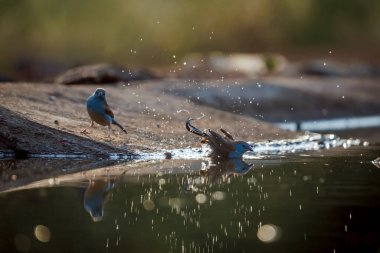 Güney Afrika 'daki Büyük Kruger Ulusal Parkı' ndaki su birikintisinde yıkanan mavi göğüslü Cordonbleu; Estrildidae 'nin Tür Uraeginthus angolensis ailesi
