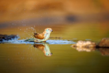 Güney Afrika 'daki Büyük Kruger Ulusal Parkı' nda sabah ışığında yıkanan mavi göğüslü Cordonbleu; Estrildidae familyasından Specie Uraeginthus angolensis