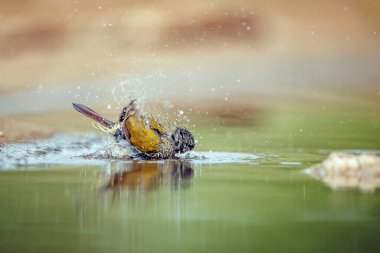 Güney Afrika 'daki Büyük Kruger Ulusal Parkı' ndaki su birikintisinde yıkanan Pytilia dişisi; Estrildidae 'deki Specie Pytilia melba ailesi
