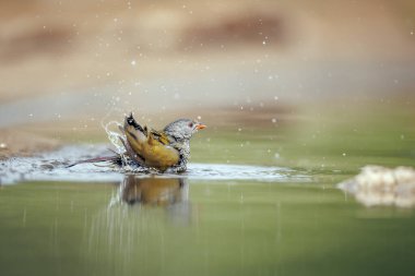 Güney Afrika 'daki Büyük Kruger Ulusal Parkı' ndaki su birikintisinde yıkanan Pytilia dişisi; Estrildidae 'deki Specie Pytilia melba ailesi