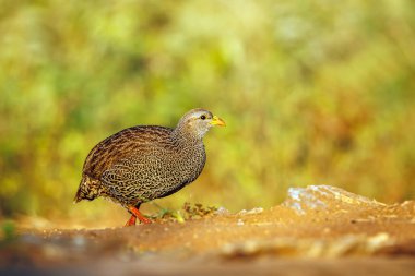 Güney Afrika 'daki Greater Kruger Ulusal Parkı' nda Natal Francolin sabah ışığında yürüyordu; Phasianidae ailesinin Specie Pternistis natalensis