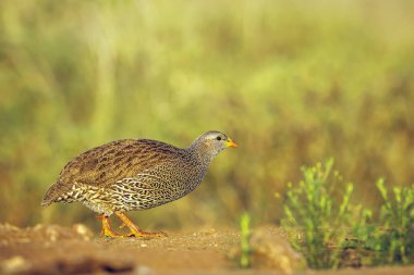 Güney Afrika 'daki Greater Kruger Ulusal Parkı' nda Natal Francolin sabah ışığında yürüyordu; Phasianidae ailesinin Specie Pternistis natalensis