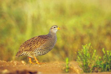 Güney Afrika 'daki Greater Kruger Ulusal Parkı' nda Natal Francolin sabah ışığında yürüyordu; Phasianidae ailesinin Specie Pternistis natalensis