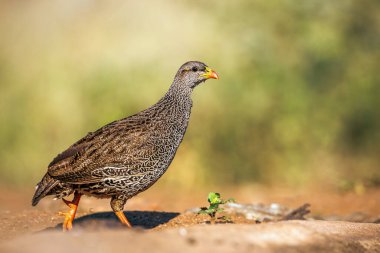 Güney Afrika 'daki Büyük Kruger Ulusal Parkı' nda izole edilmiş Natal Frankolin yürüyüşü; Phasianidae familyasının Specie Pternistis natalensis ailesi