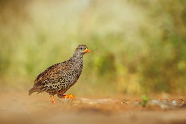 Güney Afrika 'daki Büyük Kruger Ulusal Parkı' nda izole edilmiş Natal Frankolin yürüyüşü; Phasianidae familyasının Specie Pternistis natalensis ailesi