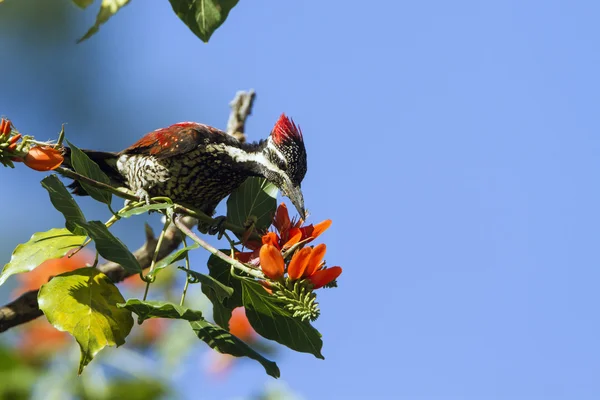 Černá zpěvavý flameback v Ella, Srí Lanka — Stock fotografie