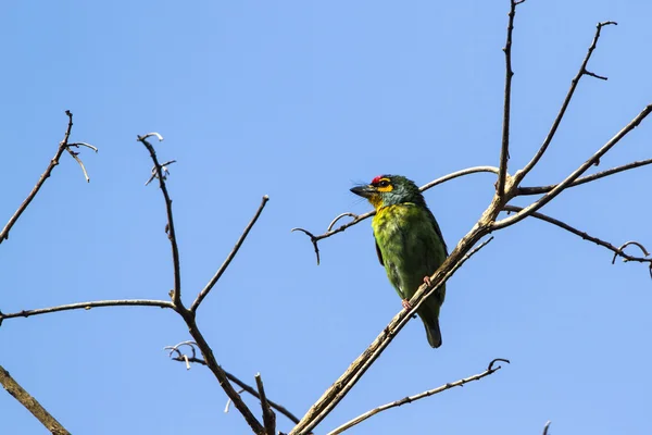 Barbet de frente carmesim em Ella, Sri Lanka — Fotografia de Stock