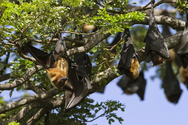 インド - フライングフォックス Tissamaharma、スリランカ — ストック写真