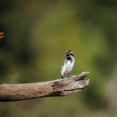 Acacia Pied Barbet, Güney Afrika 'daki Büyük Kruger Ulusal Parkı' ndaki doğal arka planda izole edilmiş bir kütükte duruyor.