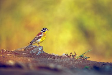 Afrika Altın Göğüslü Bunting Büyük Kruger Ulusal Parkı, Güney Afrika; Emberizidae familyasından Specie Fringillaria flaviventris